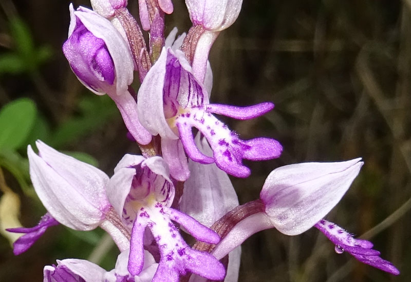 Orchis militaris - Cadine (TN)